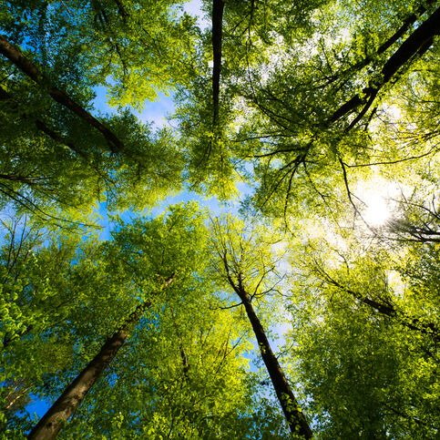 Bäume für Thüringen: Mitarbeitende der Helaba setzen 750 Jungpflanzen